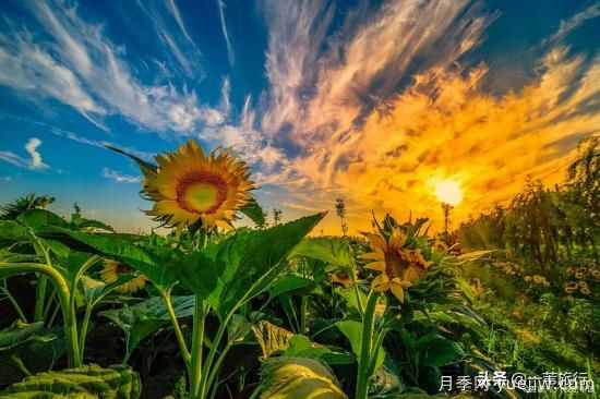 廣州常見(jiàn)花木，花城看花都看什么花(圖13)