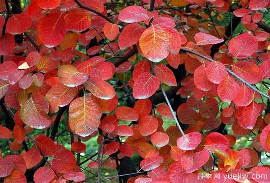 無(wú)花勝有花，這7種秋色葉樹(shù)種簡(jiǎn)直美炸天(圖3)