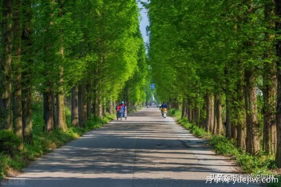 12種常見(jiàn)的行道樹(shù)樹(shù)種，你家鄉的行道樹(shù)是什么(圖1)