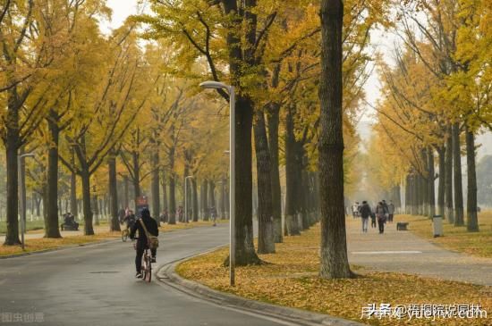 12種常見(jiàn)的行道樹(shù)樹(shù)種，你家鄉的行道樹(shù)是什么(圖2)