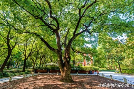 12種常見(jiàn)的行道樹(shù)樹(shù)種，你家鄉的行道樹(shù)是什么(圖3)
