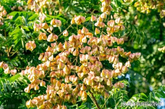 12種常見(jiàn)的行道樹(shù)樹(shù)種，你家鄉的行道樹(shù)是什么(圖4)
