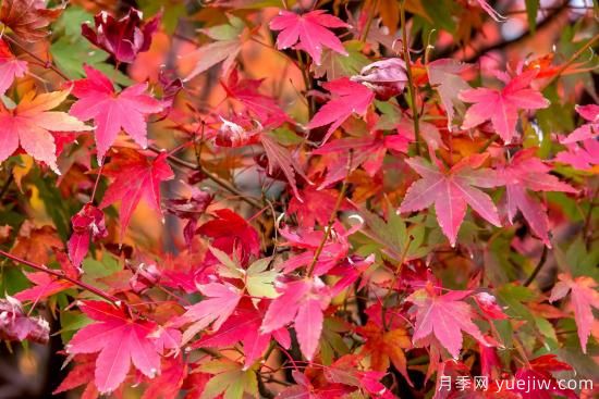 8種具有秋日風(fēng)情的觀(guān)賞苗木，五顏六色和花媲美(圖1)