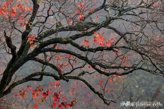 12種常見(jiàn)的行道樹(shù)樹(shù)種，你家鄉的行道樹(shù)是什么(圖5)
