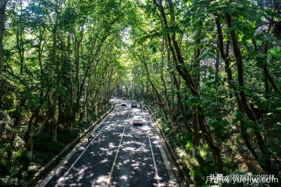 12種常見(jiàn)的行道樹(shù)樹(shù)種，你家鄉的行道樹(shù)是什么(圖6)