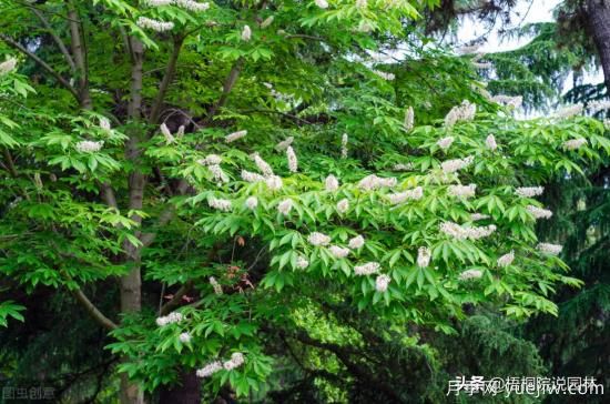 12種常見(jiàn)的行道樹(shù)樹(shù)種，你家鄉的行道樹(shù)是什么(圖9)