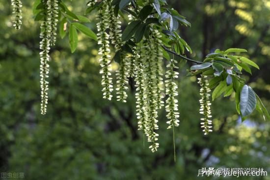 12種常見(jiàn)的行道樹(shù)樹(shù)種，你家鄉的行道樹(shù)是什么(圖10)