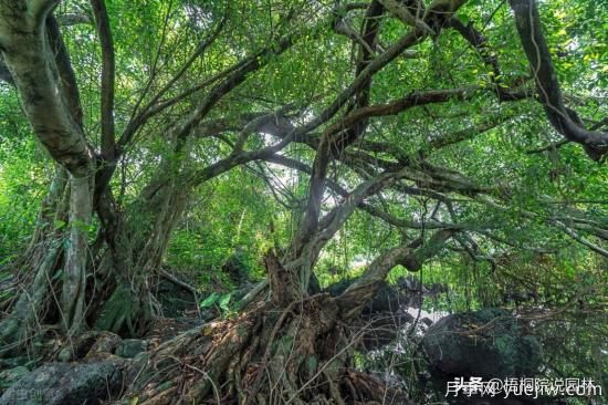12種常見(jiàn)的行道樹(shù)樹(shù)種，你家鄉的行道樹(shù)是什么(圖11)