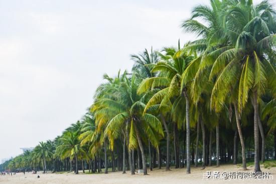 12種常見(jiàn)的行道樹(shù)樹(shù)種，你家鄉的行道樹(shù)是什么(圖12)