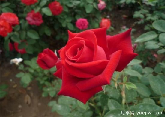 推薦6個(gè)勤花且抗病性強的經(jīng)典品種月季(圖2)