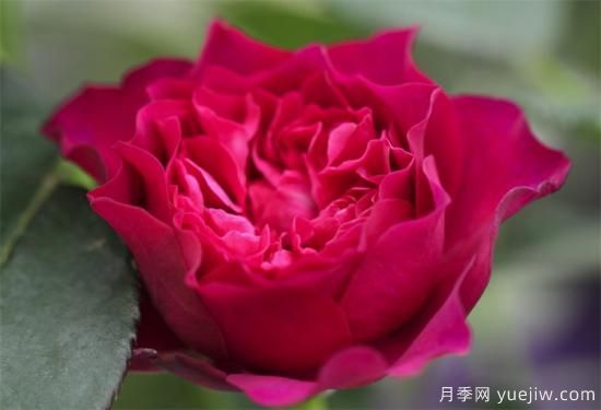 推薦6個(gè)勤花且抗病性強的經(jīng)典品種月季(圖3)