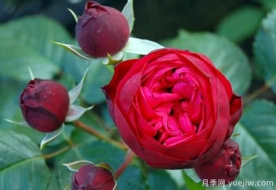 推薦6個(gè)勤花且抗病性強的經(jīng)典品種月季(圖4)
