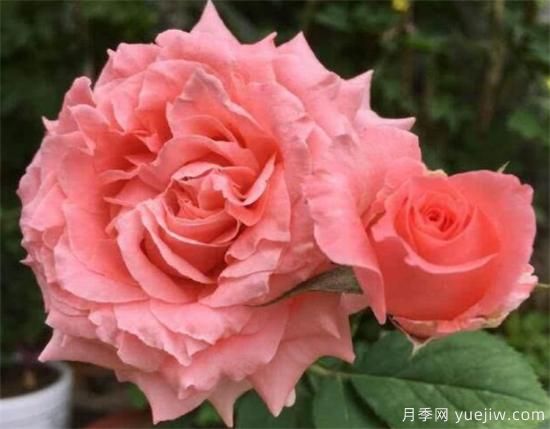 推薦6個(gè)勤花且抗病性強的經(jīng)典品種月季(圖6)