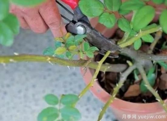 天冷了就給月季修剪？月季具體修剪的時(shí)間和方法(圖1)