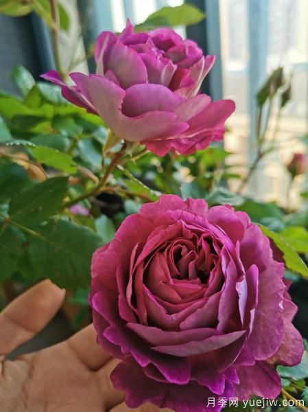 哈德斯菲爾德合唱團月季，又美又香陽(yáng)臺上養棵四季賞花(圖2)