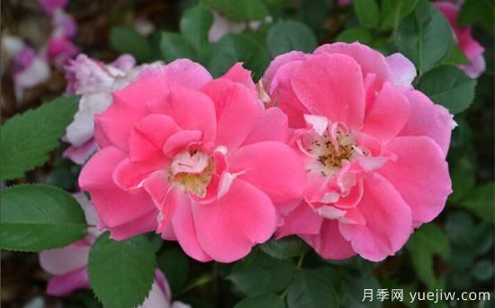 熱門(mén)10種月季，開(kāi)成花海開(kāi)成瀑布開(kāi)花不斷(圖9)