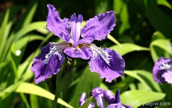 中國本土40個(gè)花卉品種介紹，我國是世界花園之母(圖16)