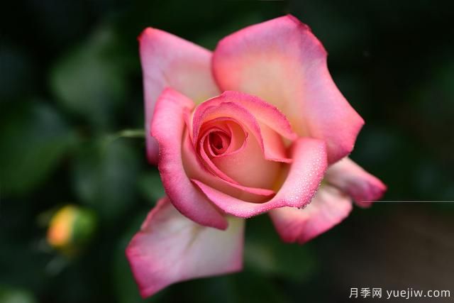 冬季如何養月季花？上肥澆水修剪清園(圖1)