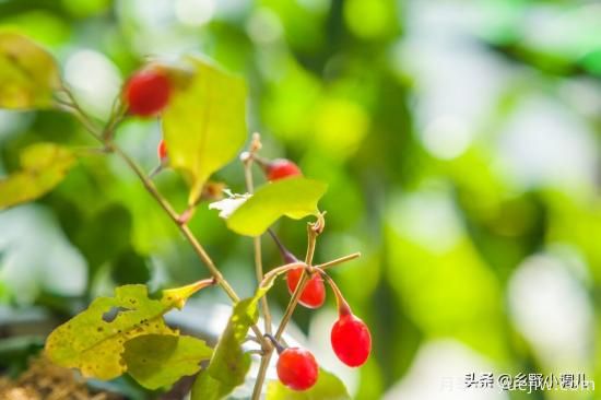 種植哪些藥材前景好？3種中藥材用途廣收益高前景好(圖2)