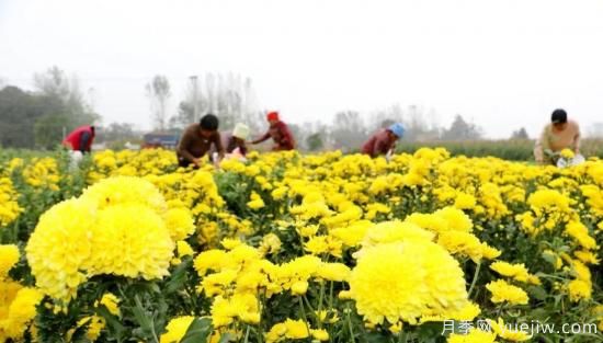 農民種植菊花，既能欣賞也能致富發(fā)家(圖2)