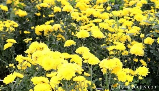 農民種植菊花，既能欣賞也能致富發(fā)家(圖3)