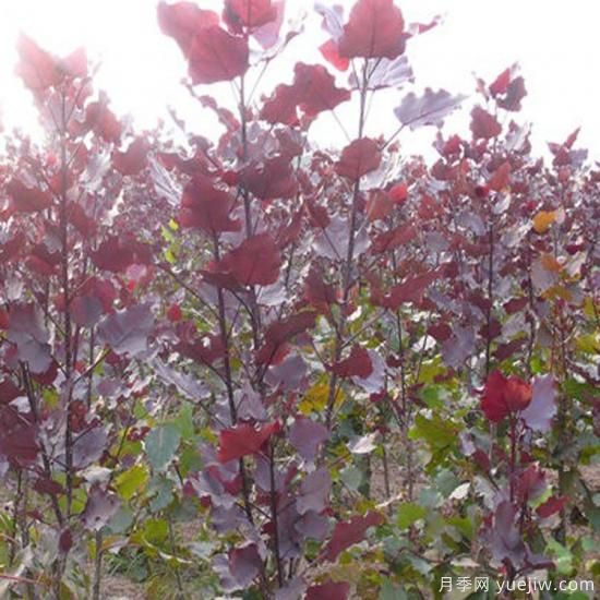 中華紅葉楊，世界唯一的高大喬木彩色速生樹(shù)種(圖1)