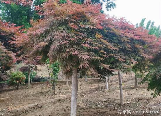 河南11月下半月熱門(mén)苗木市場(chǎng)價(jià)格一覽(圖2)