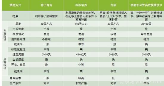 中華紅葉楊，世界唯一的高大喬木彩色速生樹(shù)種(圖3)
