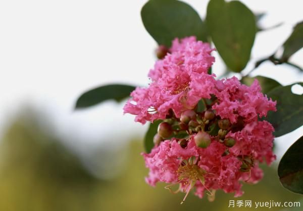 誰(shuí)說(shuō)花無(wú)百日紅？紫薇就是與眾不同(圖1)