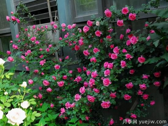 適合庭院的6個(gè)藤本月季，以及移栽時(shí)間和牽引辦法(圖3)
