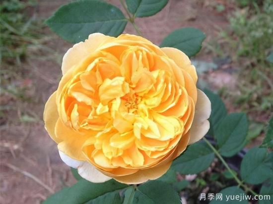 適合庭院的6個(gè)藤本月季，以及移栽時(shí)間和牽引辦法(圖5)