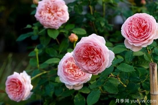 適合庭院的6個(gè)藤本月季，以及移栽時(shí)間和牽引辦法(圖8)