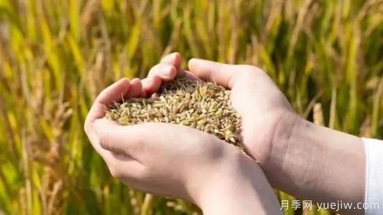河南糧食倉容量位居全國**！出臺儲備糧管理辦法保障糧食安全(圖1)