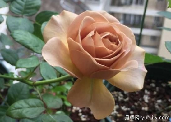 拿鐵咖啡、加百列、糖果雪山、銅管樂(lè )隊等月季值得入手嗎？(圖1)