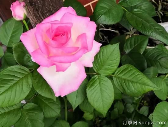 拿鐵咖啡、加百列、糖果雪山、銅管樂(lè )隊等月季值得入手嗎？(圖3)