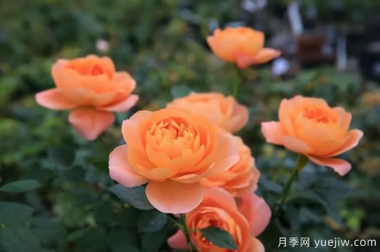 推薦適合陽(yáng)臺的11種月季，漂亮好養四季開(kāi)花(圖1)