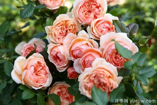 推薦適合陽(yáng)臺的11種月季，漂亮好養四季開(kāi)花(圖2)
