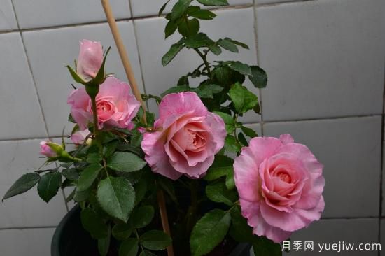 推薦適合陽(yáng)臺的11種月季，漂亮好養四季開(kāi)花(圖3)