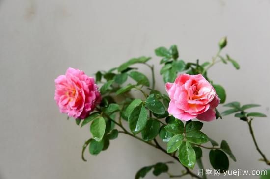 推薦適合陽(yáng)臺的11種月季，漂亮好養四季開(kāi)花(圖4)