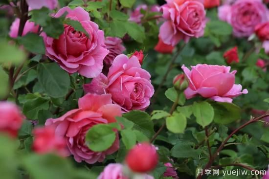 推薦適合陽(yáng)臺的11種月季，漂亮好養四季開(kāi)花(圖5)