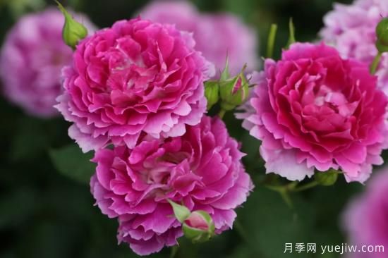 推薦適合陽(yáng)臺的11種月季，漂亮好養四季開(kāi)花(圖6)