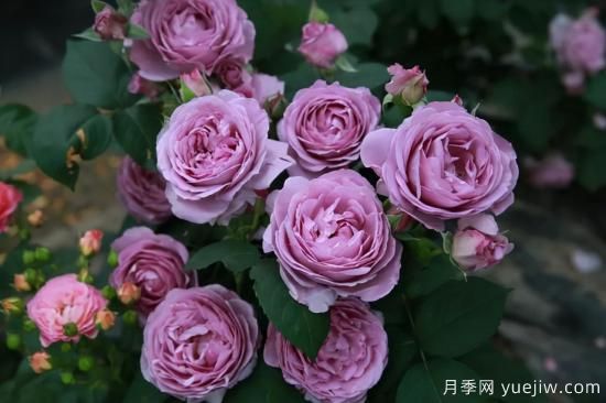 推薦適合陽(yáng)臺的11種月季，漂亮好養四季開(kāi)花(圖7)