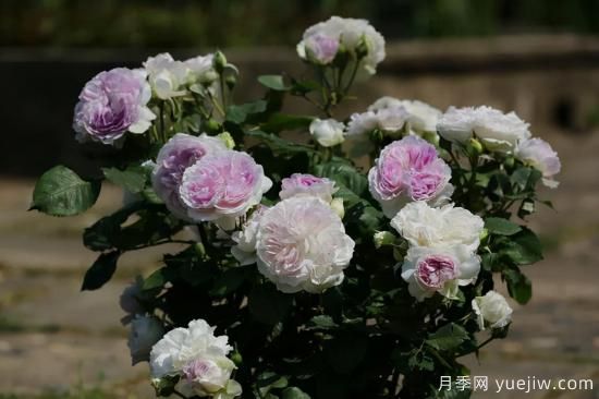 推薦適合陽(yáng)臺的11種月季，漂亮好養四季開(kāi)花(圖8)