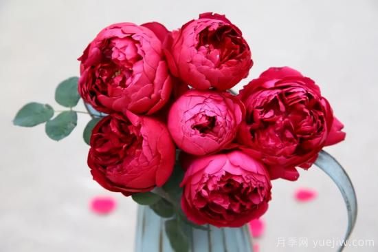 推薦適合陽(yáng)臺的11種月季，漂亮好養四季開(kāi)花(圖10)