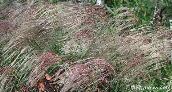 適宜北方種植的14種觀(guān)賞草(圖12)