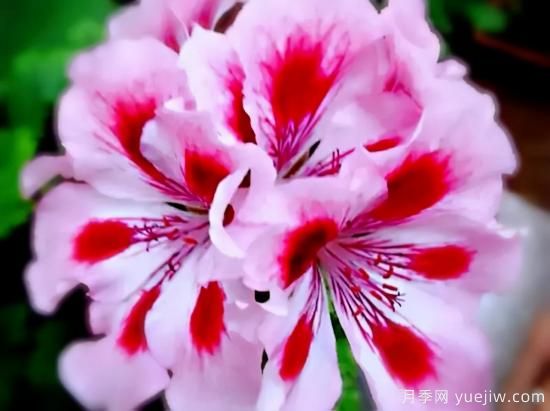 100種常見(jiàn)花卉的栽培大全，送給愛(ài)養花的你(圖7)