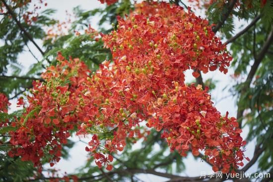 鳳凰木適合在哪種植，北方能種嗎？(圖1)
