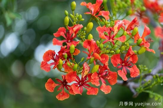 鳳凰木適合在哪種植，北方能種嗎？(圖2)