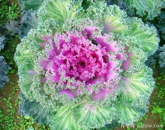 100種常見(jiàn)花卉的栽培大全，送給愛(ài)養花的你(圖23)