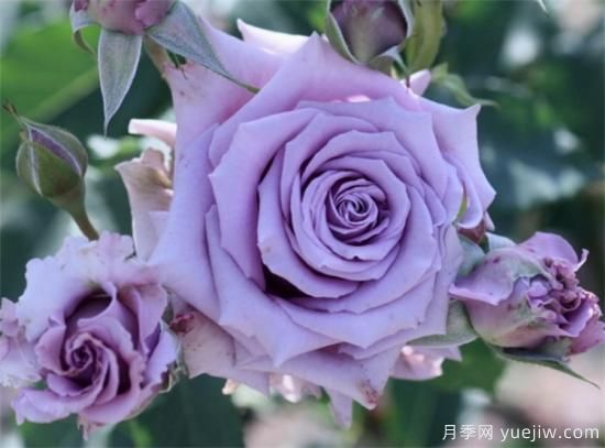 紫色月季花有哪些品種？分享30款紫色月季(圖9)